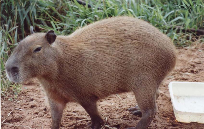 Capivara 2.jpg